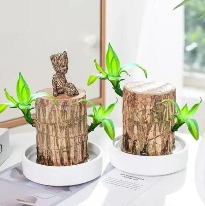 Brazilian Lucky Wood, Mini Home Plant Decorations - Pack of 2