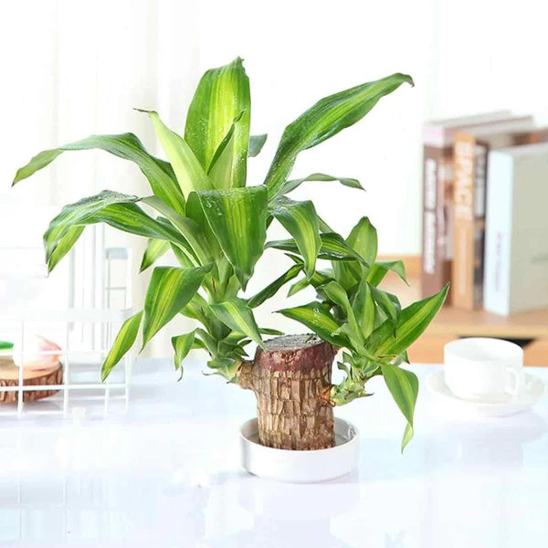 Brazilian Lucky Wood, Mini Home Plant Decorations - Pack of 2