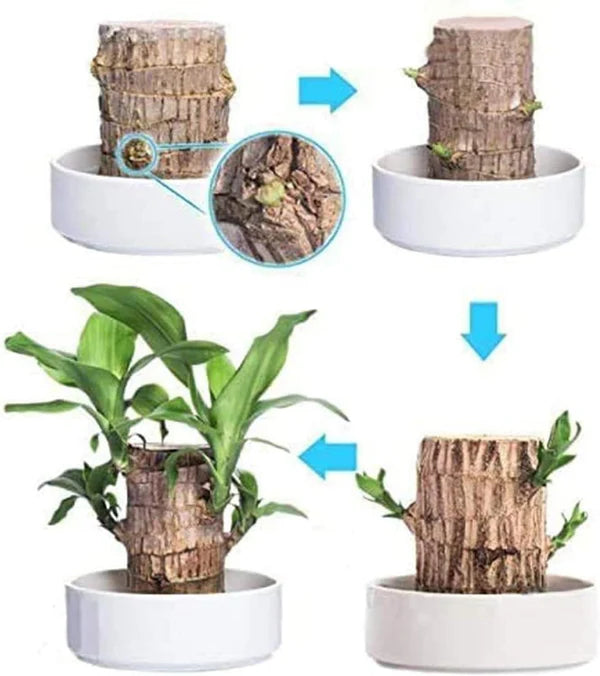 Brazilian Lucky Wood, Mini Home Plant Decorations - Pack of 2