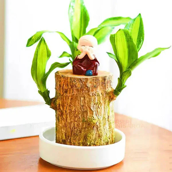 Brazilian Lucky Wood, Mini Home Plant Decorations - Pack of 2